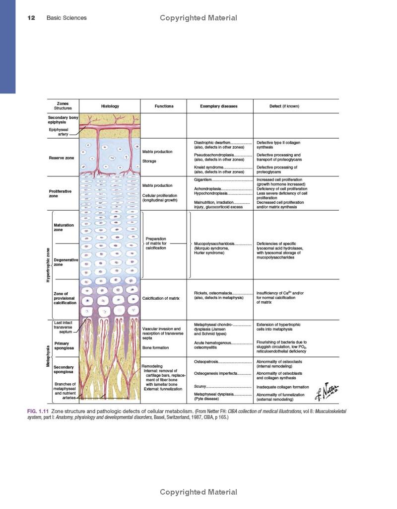 Miller's Review of Orthopaedics (Miller'sOrthopaedics) 8th Edition - Image 5