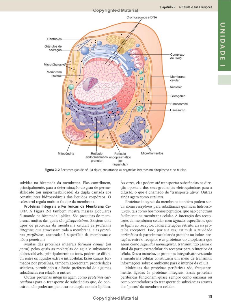 Tratado De Fisiologia Médica PDF, eBook, Instant Download - Image 4