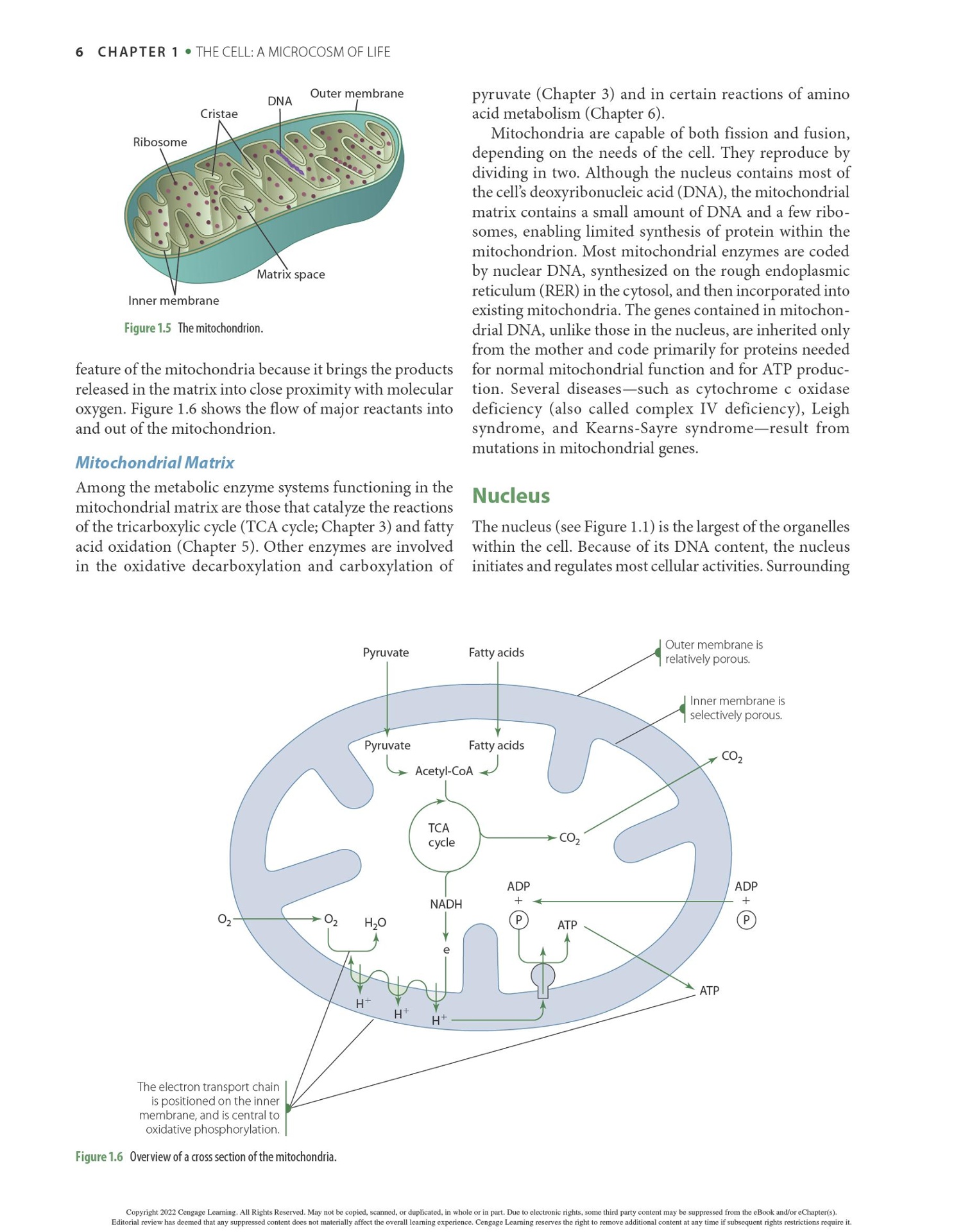 Advanced Nutrition and Human Metabolism 8th Edition PDF, eBook, Instant Download - Image 5